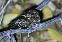 Blackish Nightjar